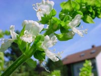 http://www.indianspices.ru/images/basil_flower_sm.jpg