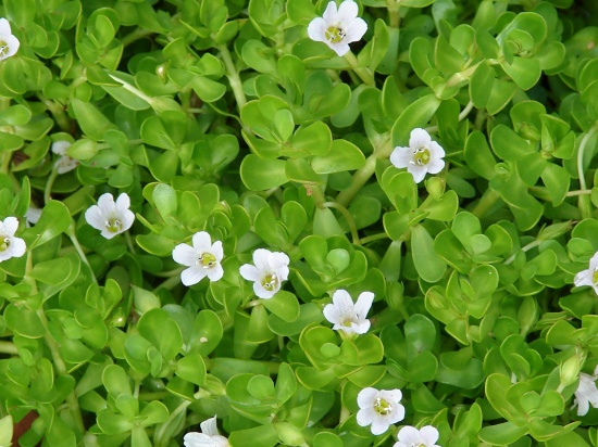 brahmi