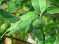 Citrus hystrix