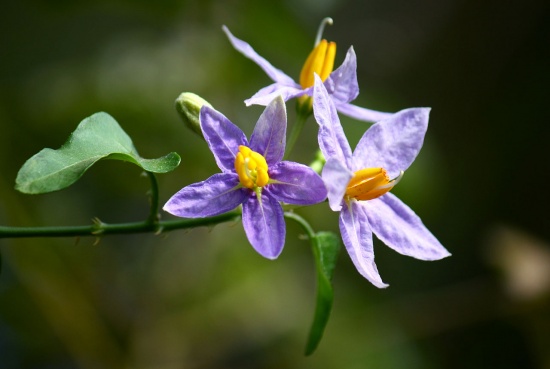 Solanum trilobatum