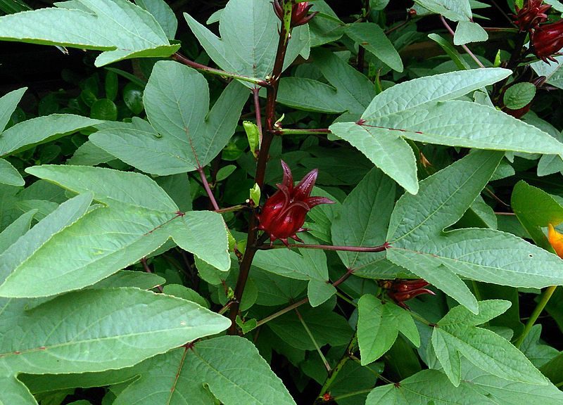 gongura